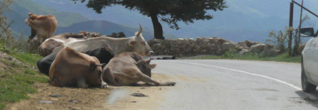 Vaches sur la route près de Gunib, août 2018