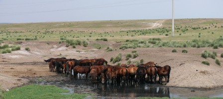 Troupeau de chevaux dans la steppe près de Kegen