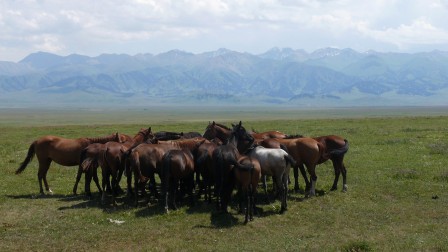 Troupeau de chevaux dans la steppe entre Kegen et Karkara