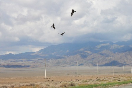 3 des 6 aigles qui volaient dans mon champ visuel, dans le nord du parc national Altyn-Emel