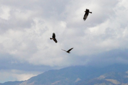 Zoom sur les aigles 1 à 3 de l'escadron de 6. Parc national Altyn-Emel