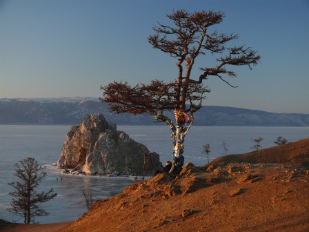 Le revoilà : l'arbre le plus photographié de Sibérie. Cap Burkhan.