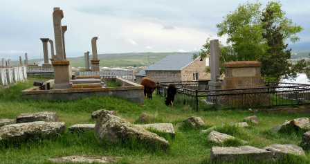 Cimetière de Noradouz : anciens khatchkars, tombes récentes, vaches actuelles, mai 2023
