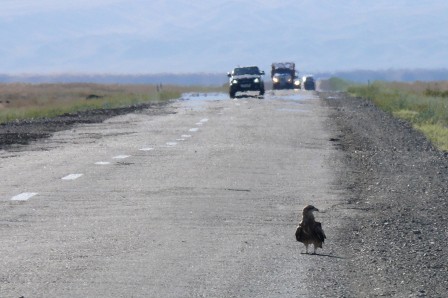 Un aigle posé au bord de la route quelques mètres devant moi