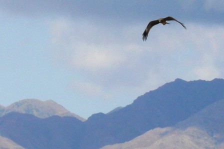 Aigle survolant le secteur nord-ouest du parc Altyn-Emel, août 2019